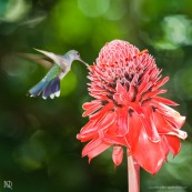 Campylopterus largipennis  : Colibri en vol sur rose de porcelaine (Etlingera elatior) : Nicolaia en bolivie (parc national Amboro.