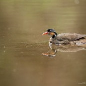 Grebifoulque d'Amerique