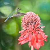 Campylopterus largipennis  : Colibri en vol sur rose de porcelaine (Etlingera elatior) : Nicolaia en bolivie (parc national Amboro.