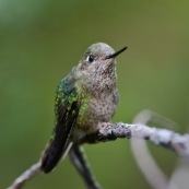 Colibri patagonien