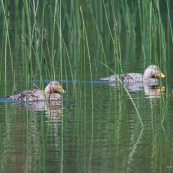 Canards patagoniens