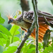 Opisthocomus hoazin. Hoatzin. Famille : Opisthocomidae. Enigme scientifique, cet oiseau n'est proche d'aucune autre espèce. Oiseau fossile du bassin amazonien.