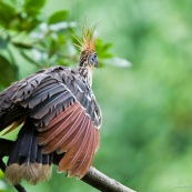 Hoatzin de dos