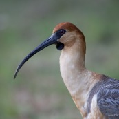 Theristicus  melanopsis. Famille : Threskiornithidae. Oiseau Bandurria austral (australe) vue de profil.