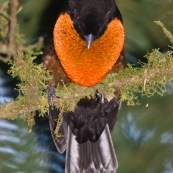 Pyroderus scutatus. Oiseau à la gorge rouge et au son très grave.