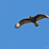 Caracara en vol