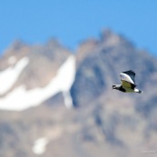 Teru teru en patagonie