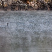 Bigua dans la brume