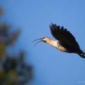 Theristicus  melanopsis. Famille : Threskiornithidae. Oiseau Bandurria austral (australe)  en vol en train de chanter, de profil, fond bleu.