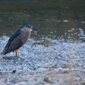 Garza Bruja adulte