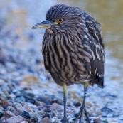 Garza Bruja, jeune