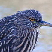 Garza Bruja, jeune gros plan