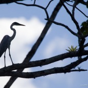 Héron silhouette.