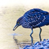 Garza Bruja, jeune en train de pecher