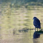 Garza Bruja, en attente