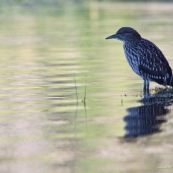 Garza Bruja, en attente 2