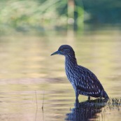 Garza Bruja, en attente 4