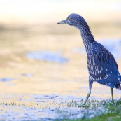 Garza Bruja, en attente 5