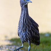 Garza Bruja, en attente 6