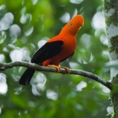 Rupicola peruviana. Coq de roche a la couleur orange éclatante.  Male.