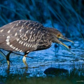 Garza Bruja, en attente 8