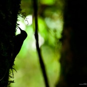 Silhouette d'oiseau (pic)