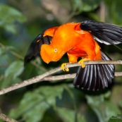 Coq de roche orange