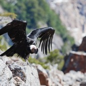 Condor ailes déployées