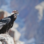 Condor au glacier