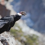 Condor au glacier 2