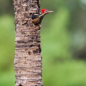 Pic à Ouanary Guyane.