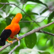 Coq de roche orange