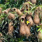 Cacicus cela. Oiseaux jaunes et noirs, nichant dans les arbres. Les nids forment des sortes de "massues" au bout des branches. Cacique cul jaune.