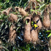 Cacicus cela. Oiseaux jaunes et noirs, nichant dans les arbres. Les nids forment des sortes de "massues" au bout des branches. Cacique cul jaune.