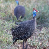 helmeted guineafowl - Numida meleagris - Pintade de numidie