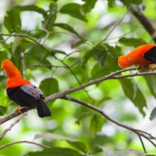 Coq de roche orange