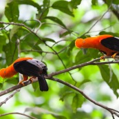 Coq de roche orange