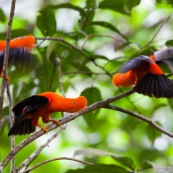 Rupicola peruviana. Deux coqs de roche a la couleur orange éclatante. Male.