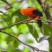 Coq de roche orange