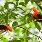 Rupicola peruviana. Deux coqs de roche a la couleur orange éclatante. Male.