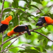 Rupicola peruviana. Coqs de roche a la couleur orange éclatante. Male.