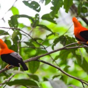 Rupicola peruviana. Deux coqs de roche a la couleur orange éclatante. Male.