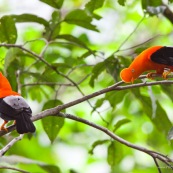 Coq de roche orange