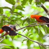 Rupicola peruviana. Deux coqs de roche a la couleur orange éclatante. Male.