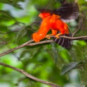 Coq de roche orange