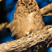 Le Hibou de Los Alerces