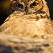 Le Hibou de Los Alerces