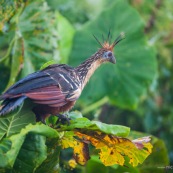 Opisthocomus hoazin. Hoatzin. Famille : Opisthocomidae. Guyane marais de kaw.