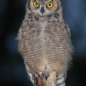 Le Hibou de Los Alerces