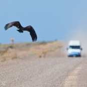 Oiseau de mauvais augure